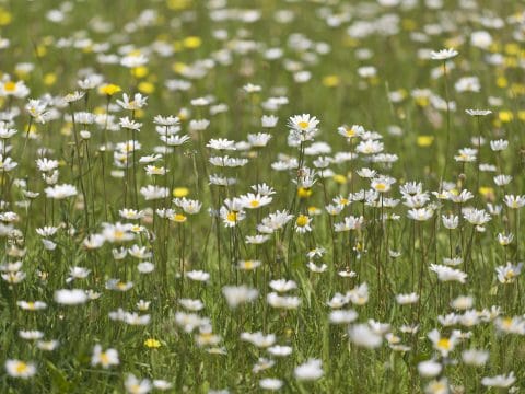 Blumenwiese, © Leo Himsl