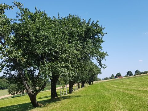 Hirschbirnenbäume im Sommer, © Christine Schwetz