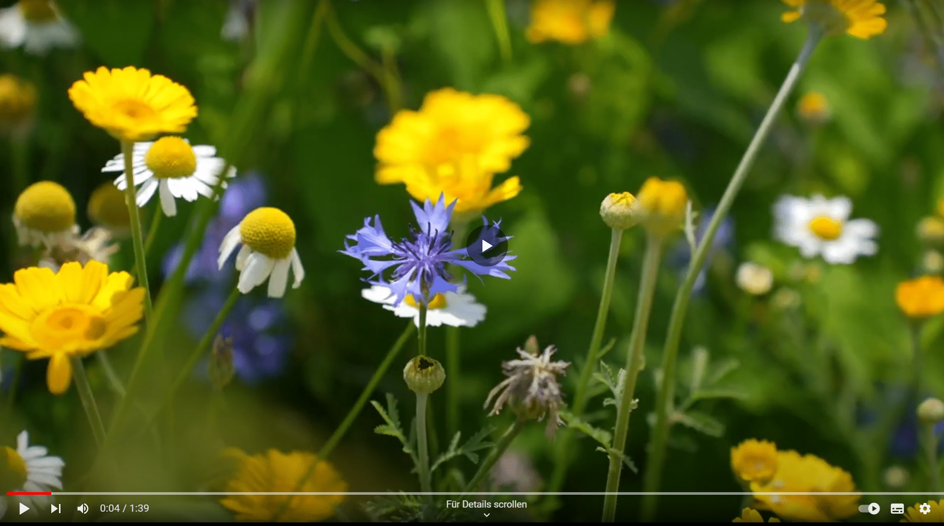 Video: Erste Lebensmusterregion Europas - Naturpark Pöllauer Tal